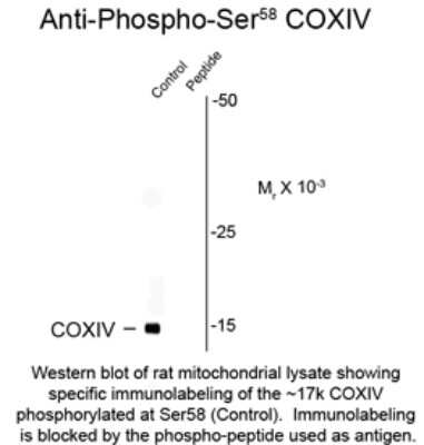 Western Blot: COX4 [p Ser58] Antibody [NBP2-29532]